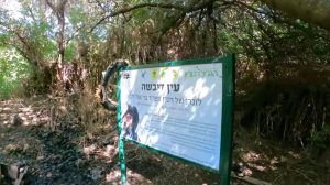 מעיין בצפון - עין דיבשה